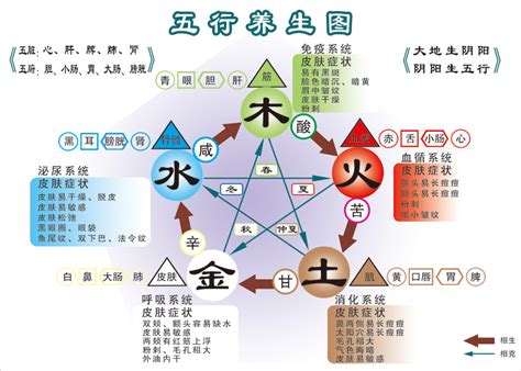 木的五行|五行「木」的特征、取象